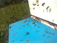 Мёд натуральный. - Изображение #4, Объявление #742891