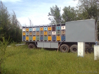 Мёд натуральный. - Изображение #2, Объявление #742891