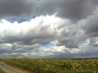 Мёд натуральный. - Изображение #1, Объявление #742891