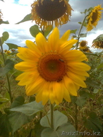 Мёд натуральный. - Изображение #3, Объявление #742891