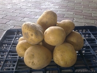 картофель Санта - Изображение #2, Объявление #739353