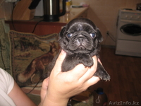 Продажа мопсов в Алматы - Изображение #3, Объявление #744949