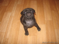 Продажа мопсов в Алматы - Изображение #1, Объявление #744949