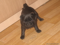 Продажа мопсов в Алматы - Изображение #2, Объявление #744949