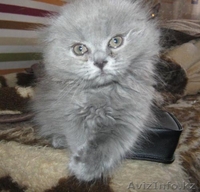продам кошечку хайлендкр - Изображение #1, Объявление #733502