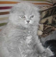 продам кошечку хайлендкр - Изображение #2, Объявление #733502