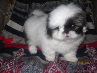 Продаются щенки породы "Пекинес". - Изображение #1, Объявление #736472