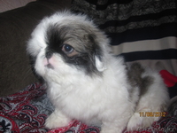 Продаются щенки породы "Пекинес". - Изображение #2, Объявление #736472