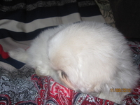 Продаются щенки породы "Пекинес". - Изображение #3, Объявление #736472