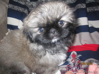 Продаются щенки породы "Пекинес". - Изображение #5, Объявление #736472