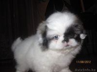 Продаются щенки породы "Пекинес". - Изображение #7, Объявление #736472