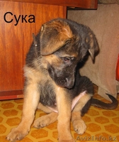 Продам щенка НО - Изображение #3, Объявление #736791