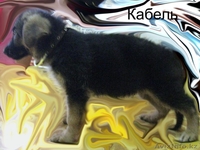 Продам щенка НО - Изображение #4, Объявление #736791