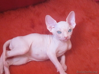 Продам канадиков - Изображение #4, Объявление #738443