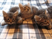 Отдадим милык котиков - Изображение #2, Объявление #746460