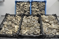 Ищу партнера (спонсора) для строительства теплиц по выращиванию грибов - Изображение #1, Объявление #736945