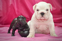 Английский бульдог щенки(Казахстан,Алматы,FCI) - Изображение #1, Объявление #750933