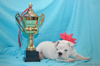 Английский бульдог щенки(Казахстан,Алматы,FCI) - Изображение #2, Объявление #750933