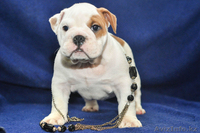 Английский бульдог щенки(Казахстан,Алматы,FCI) - Изображение #3, Объявление #750933