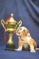 Английский бульдог щенки(Казахстан,Алматы,FCI) - Изображение #5, Объявление #750933