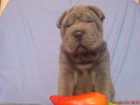 Продам щенков ШАРПЕЯ - Изображение #1, Объявление #760940