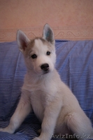 Щенки Сибирский Хаски Алматы - Изображение #1, Объявление #754692