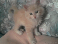 Симпатичные котята дворовой породы - Изображение #1, Объявление #749478