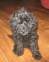 пудель карликовый - Изображение #1, Объявление #753237