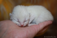 шотландский прямоухий котенок - Изображение #1, Объявление #755233