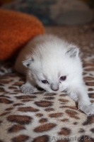 шотландский прямоухий котенок - Изображение #3, Объявление #755233