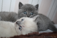 шотландский прямоухий котенок - Изображение #2, Объявление #755233