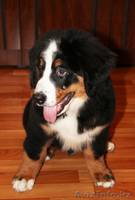 Продам щенка породы бернский зенненхунд, мальчик - Изображение #2, Объявление #764570