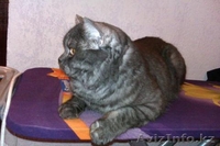 Британские плюшевые котятки! - Изображение #1, Объявление #754352