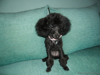 пудель карликовый - Изображение #2, Объявление #753237