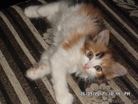 Отдам сибирских котят, за символическую плату - Изображение #5, Объявление #762988