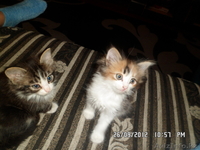 Отдам сибирских котят, за символическую плату - Изображение #1, Объявление #762988