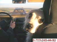 ЗооТакси  - Изображение #1, Объявление #583033