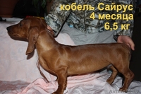 щенки таксы 4 мсяца - Изображение #1, Объявление #772368