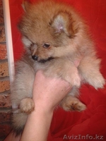 померанский шпиц - Изображение #1, Объявление #780793