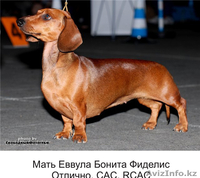 щенки таксы 4 мсяца - Изображение #2, Объявление #772368