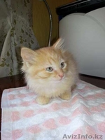 Продам котят!!! - Изображение #2, Объявление #779286