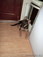  Немецкой овчарки щенки - Изображение #1, Объявление #774914