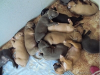 Щенки Америк-го Стаффордширского Терьера - Изображение #3, Объявление #782288