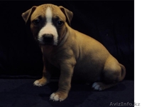 Щенки Америк-го Стаффордширского Терьера - Изображение #1, Объявление #782288