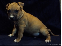 Щенки Американского Стафф-го Терьера - Изображение #3, Объявление #782677