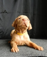 венгерская выжла (щенки) - Изображение #1, Объявление #780727