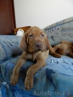 венгерская выжла (щенки) - Изображение #4, Объявление #780727
