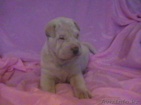 Продам щенков ШАРПЕЯ - Изображение #3, Объявление #760940