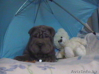 Продам щенков ШАРПЕЯ - Изображение #4, Объявление #760940