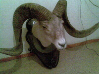 Рога Архара вместе с головой - Изображение #1, Объявление #770520